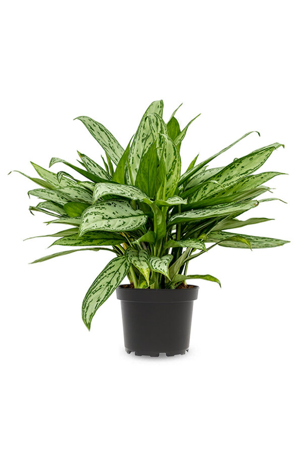 Aglaonema Maria Christina
