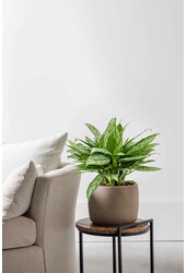 Aglaonema Maria Christina