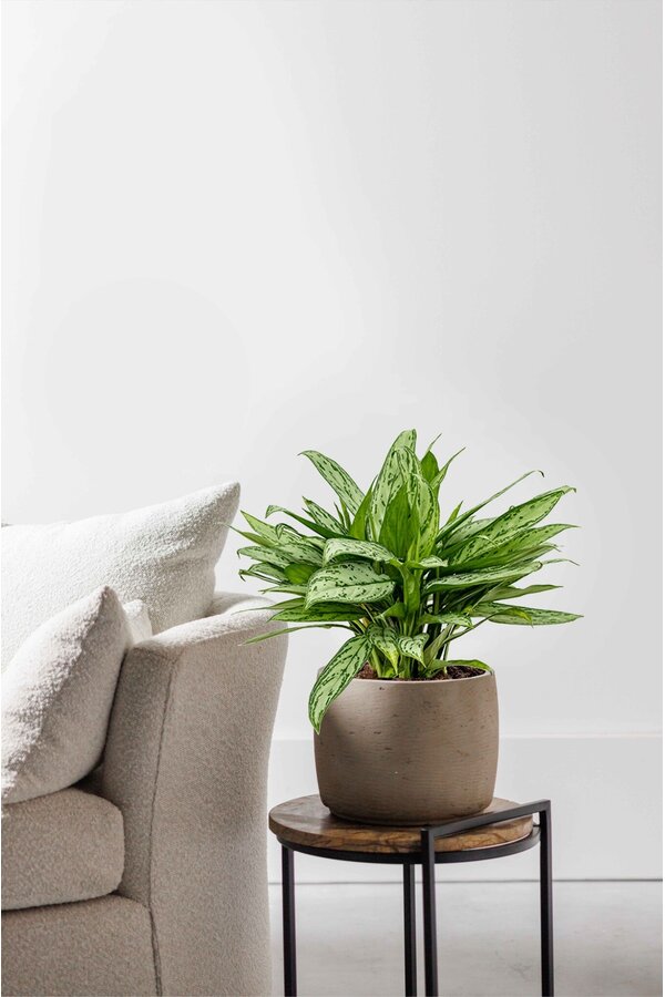 Aglaonema Maria Christina