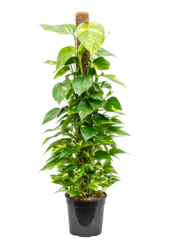 Epipremnum Scindapsus S