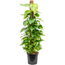 Epipremnum