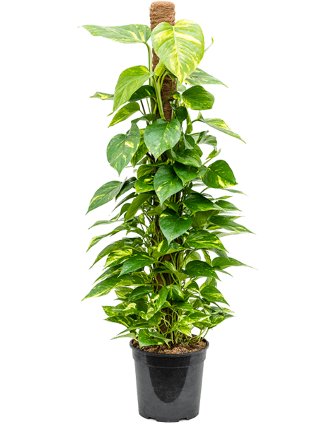 Epipremnum