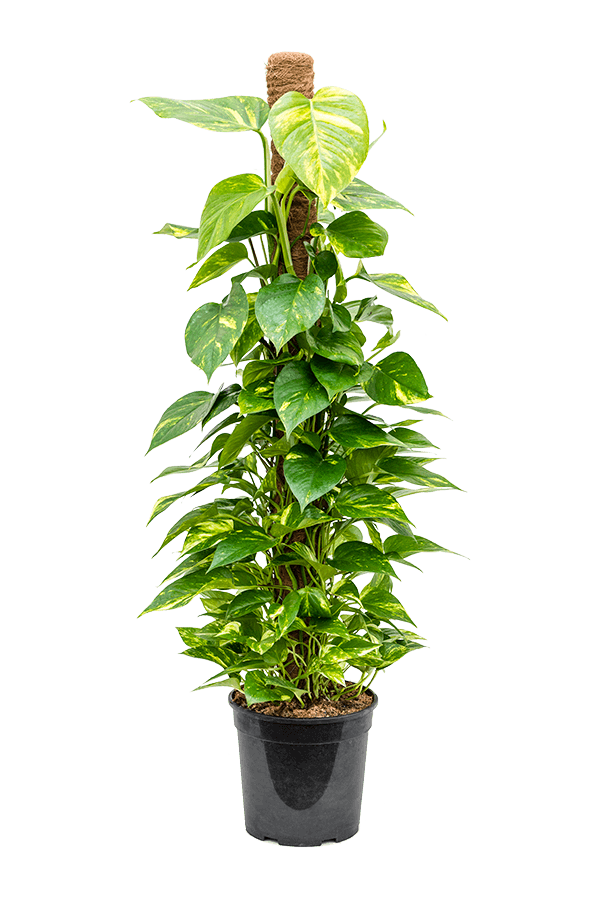 Epipremnum Scindapsus S