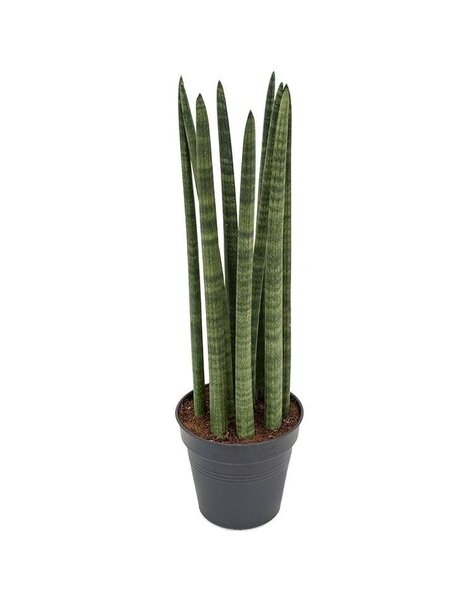 Sansevieria