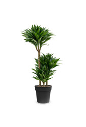 Dracaena Compacta L