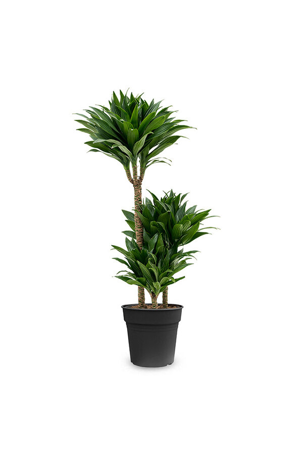Dracaena Compacta L