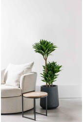 Dracaena Compacta L