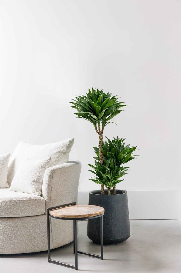 Dracaena Compacta L