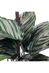 Kalatea Ornata
