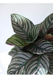 Kalatea Ornata