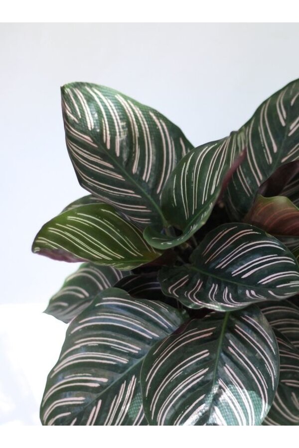 Kalatea Ornata