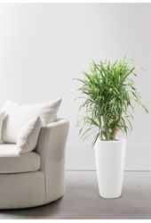 Dracena Anita w Samonawadniającej Rondo