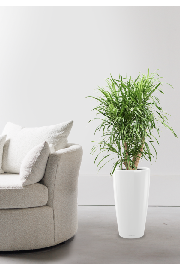 Dracena Anita w Samonawadniającej Rondo