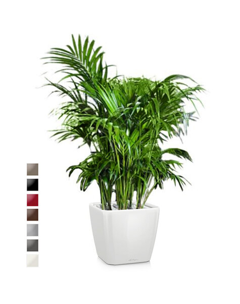 Lechuza Lechuza | Howea Forsteriana