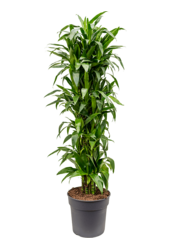 Dracena Janet Lind XXXL