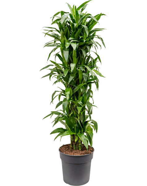 Dracena