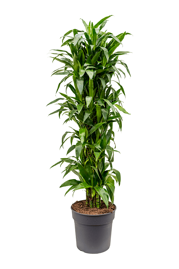Dracena Janet Lind XXXL