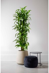 Dracena Janet Lind XXXL