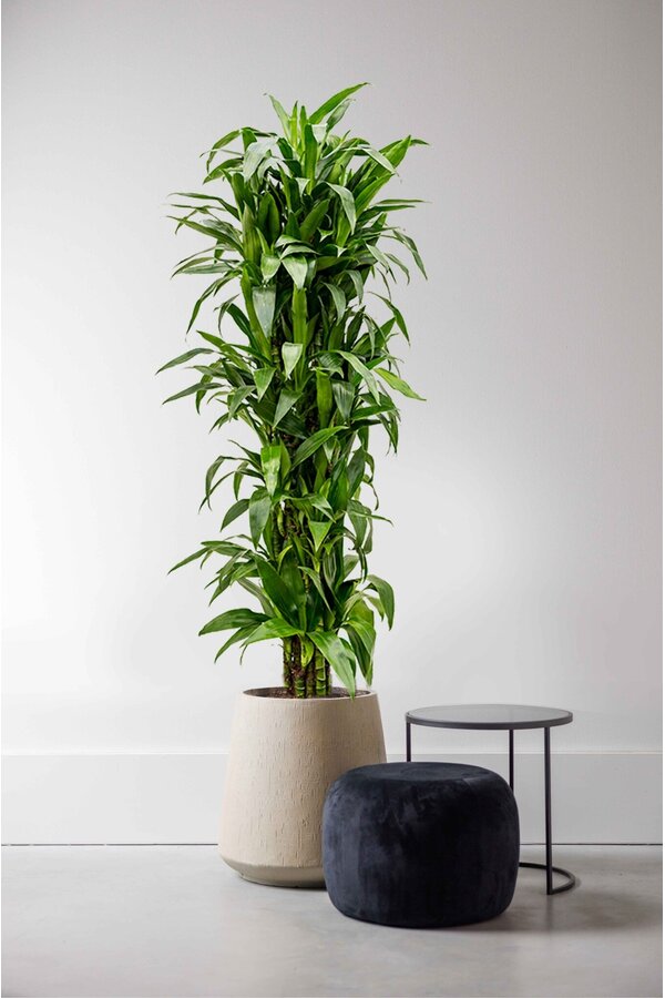 Dracena Janet Lind XXXL