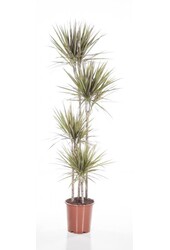 Dracena Bicolor XXL