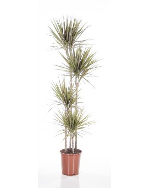 Dracena