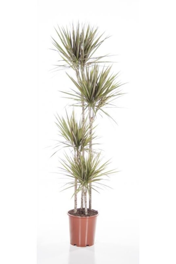Dracena Bicolor XXL