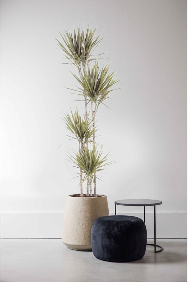 Dracena Bicolor XXL