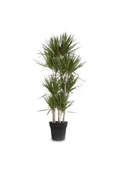 Dracaena Marginata Carroussel XXL