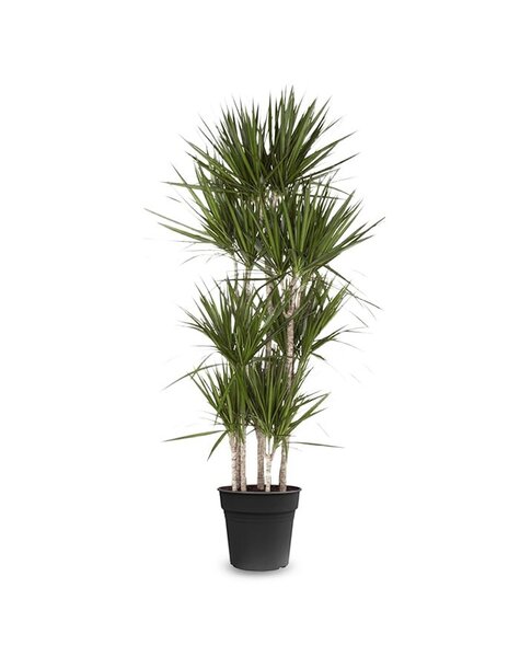 Dracena