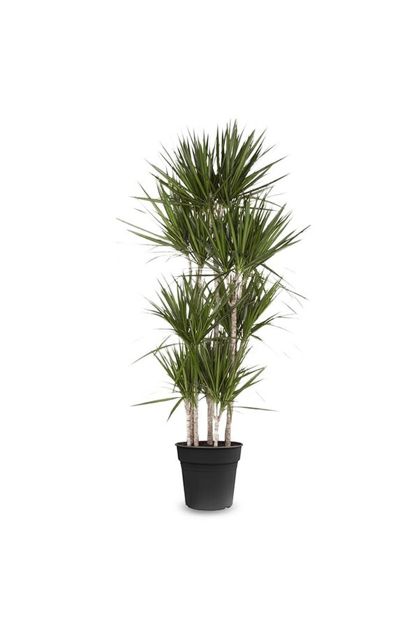 Dracaena Marginata Carroussel XXL