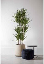 Dracaena Marginata Carroussel XXL
