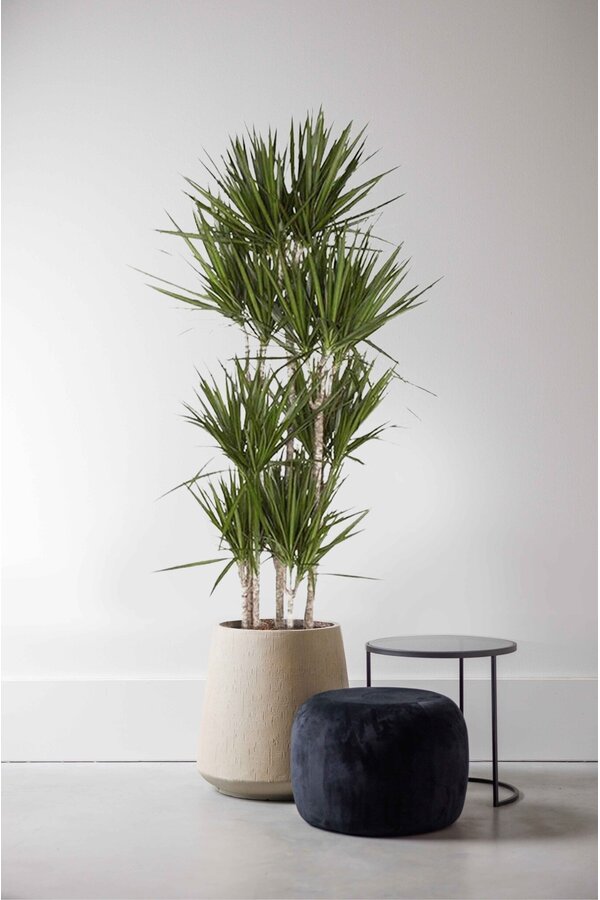 Dracaena Marginata Carroussel XXL