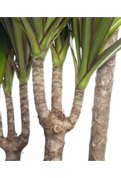 Dracaena Marginata Carroussel XXL