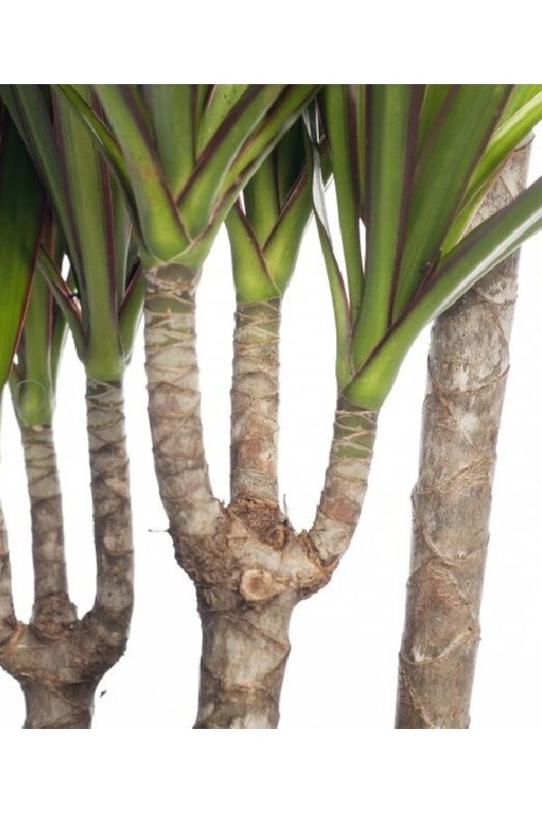 Dracaena Marginata Carroussel XXL