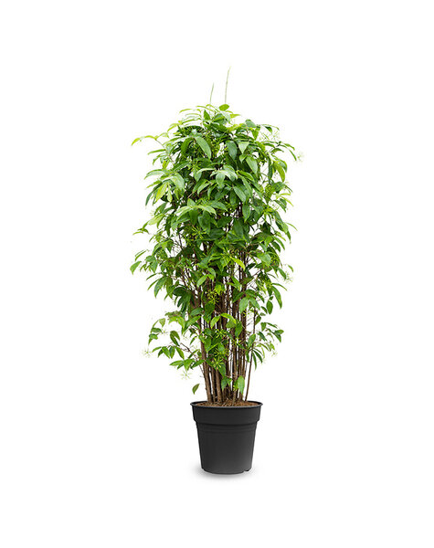 Dracena