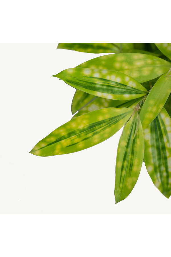Dracaena Surculosa Bush XXXL