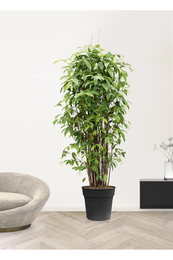Dracaena Surculosa Bush XXXL