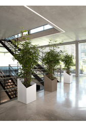 Dracaena Surculosa Bush XXXL
