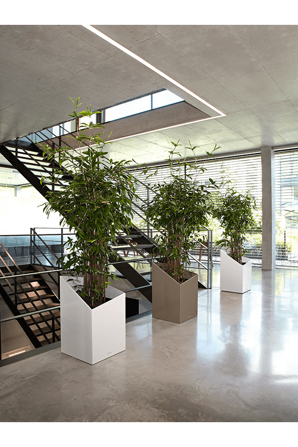 Dracaena Surculosa Bush XXXL