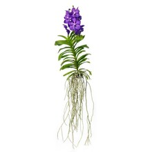 Vanda