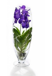 Vanda fioletowa w wazonie na szampana