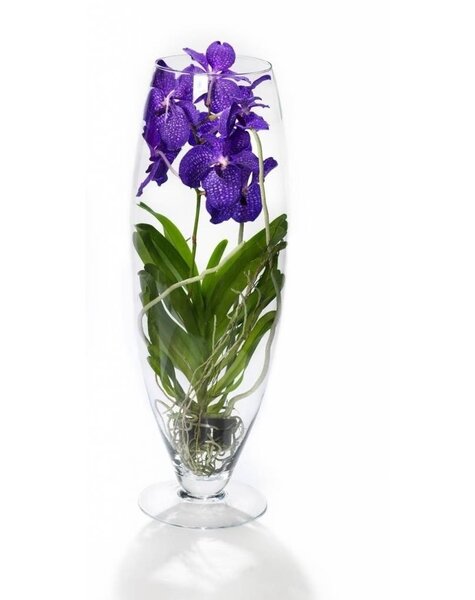 Vanda
