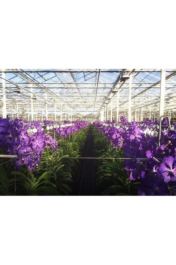 Vanda fioletowa w wazonie na szampana