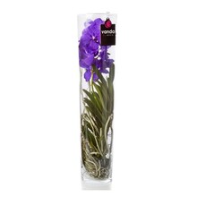 Vanda