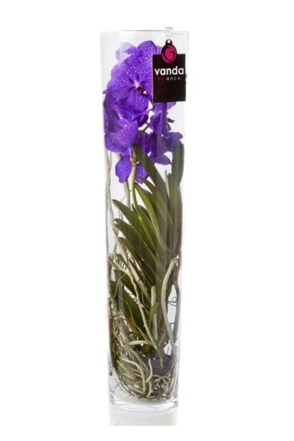 Vanda w wazonie cylindrycznym Fioletowa