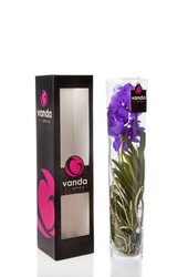 Vanda w wazonie cylindrycznym Fioletowa