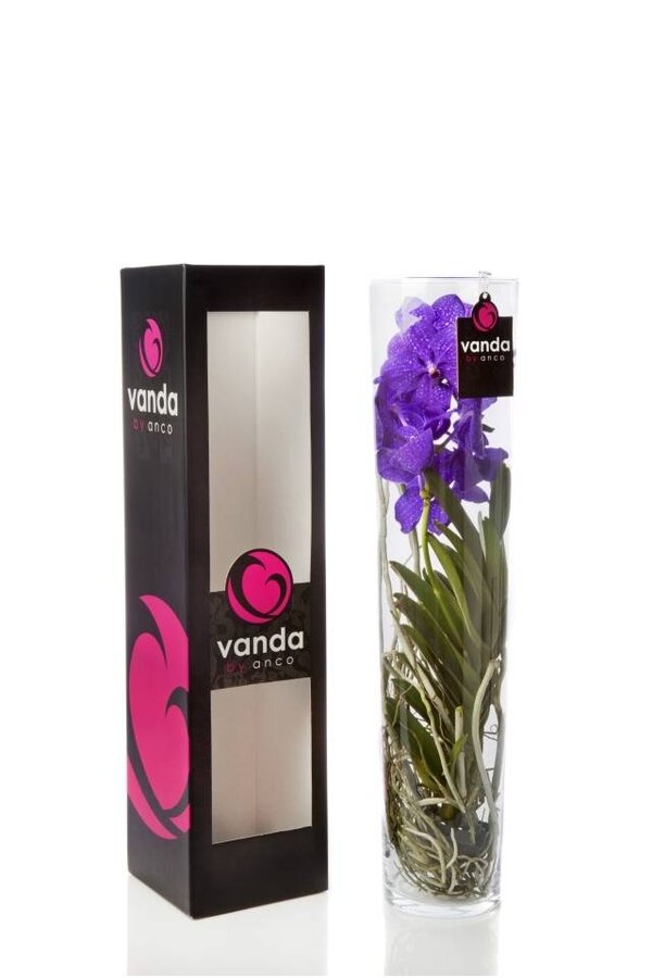 Vanda w wazonie cylindrycznym Fioletowa