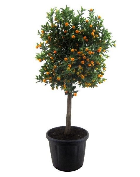 Cytrus Calamondin