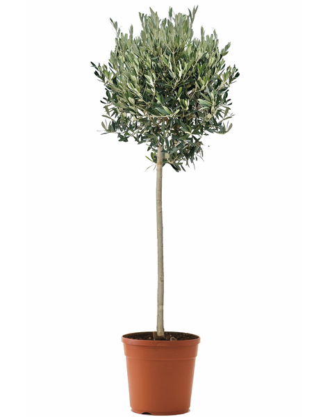 Olea Europaea