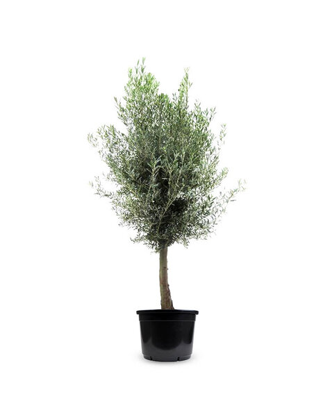 Olea Europaea